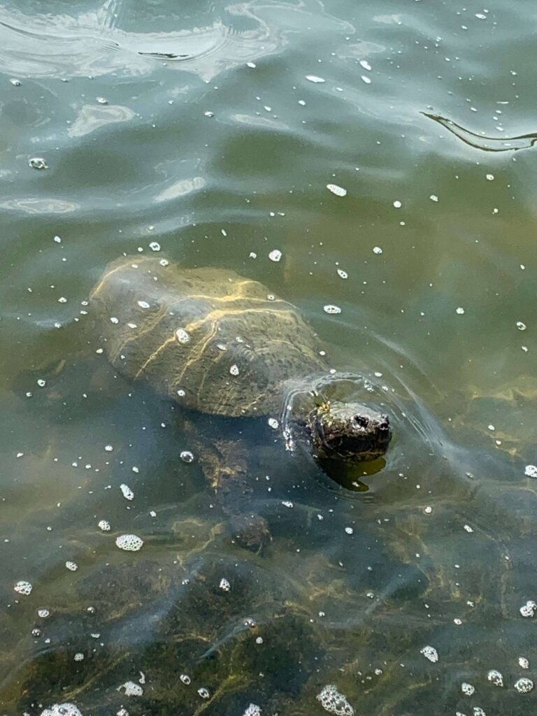 Turtle at river